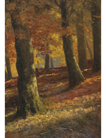 Grand paysage de forêt en...